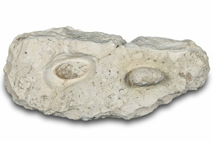 Two Eocene Fossil Snake Eggs - Bouxwiller, France #293111